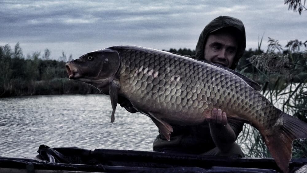 Karp common o zmierzchu nad wodą